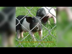 আমেরিকান টেম্প চেইন লিঙ্ক বেড়া ফ্যাব্রিক 6 ফুট এক্স 8 ফুট পেরিমিটার প্যাট্রোল প্যানেল গ্যালভানাইজড জিএডব্লিউ