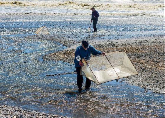 10meshx10mesh Alloy Whitebait Mesh For Repairing Whitebait Nets Or Making Screens 10meshx10mesh অ্যালোয় হোয়াইটবেট নেট মেরামত বা স্ক্রিন তৈরির জন্য অ্যালোয় হোয়াইটবেট জাল