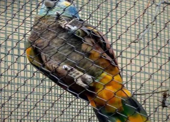 Ss 304 Ss 316 স্টেইনলেস স্টিল তারের দড়ি জাল স্টেইনলেস স্টিল ফেরুল দড়ি জাল বিক্রয়ের জন্য