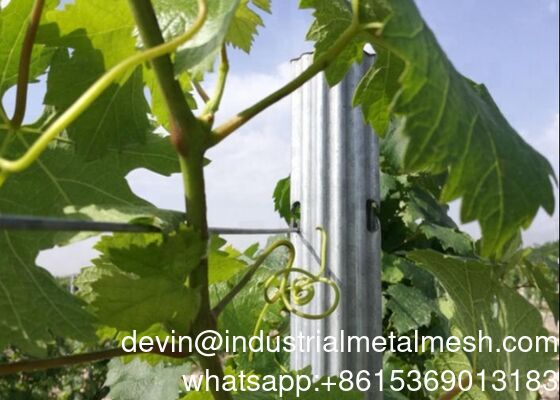2.0-2.8m Cheap Galvanized Grape Post Steel Metal Vineyard Trellis Post