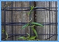 ইকো মেষ মডুলার উদ্ভিদ Trellis সিস্টেম / সবুজ ওয়াল তারের ট্রেলেস সিস্টেম 50x50mm