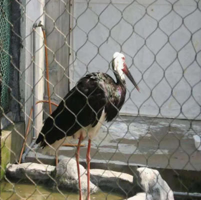 304 Stainless Steel Wire Flexible Cable Rope X-Type Infill Rope Mesh Balustrade Protective Net for Handrail/Railing/Staircase/Balcony/Garden/Decorative Building