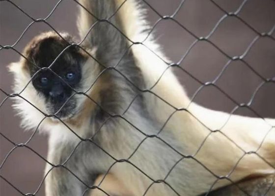 Ss 304 Ss 316 স্টেইনলেস স্টিল তারের দড়ি জাল স্টেইনলেস স্টিল ফেরুল দড়ি জাল বিক্রয়ের জন্য